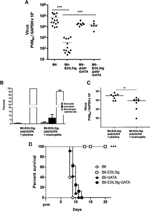Figure 2. Eosinophils in the B6-E2IL5tg mouse airway inflammation model are antiviral and promote survival in response to a lethal respiratory virus infection. (A) Virus recovery t = 4 days after inoculation with PVM, determined as absolute copy number of virus SH gene per absolute copy number cellular GAPDH (PVMSH/GAPDH) in samples of total lung RNA; ***P < .001 (1-way ANOVA). (B) Cell differential at t = 4 days after adoptive transfer of eosinophils isolated from BAL fluid of B6-E2IL5tg mice (or vehicle alone) into the airways of recipient cytokine-enriched, eosinophil-deficient B6-E2IL5tg-ΔdblGATA mice immediately prior to inoculation with PVM. (C) Virus recovery (PVMSH/GAPDH from experiment described in (B); **P < .03 (Mann-Whitney, 2-tailed). (D) Survival of mice inoculated on day 0 with PVM, n = 5 to 10 mice per group; ***P < .001 (log-rank).