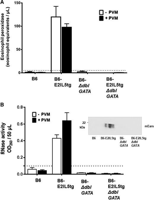 Figure 3. Airway eosinophils in the B6-E2IL5tg mouse model are constitutively degranulating. (A) Immunoreactive mEPX was detected in BAL fluid from virus-naïve B6-E2IL5tg and PVM-infected B6-E2IL5tg mice only; n = 4 to 8 mice per group; ***P < .0001 vs all other conditions (2-way ANOVA); there is no statistically significant difference between the mEPX levels detected from virus naïve and virus-infected B6-E2IL5tg mice. (B) Ribonuclease (RNase) activity was detected in BAL fluid from virus-naïve and B6-E2IL5tg and PVM-infected B6-E2IL5tg mice only; n = 4 to 8 mice per group; ***P < .0001 vs all other conditions; there is no statistically significant difference between the RNase activities detected from virus naïve and virus-infected B6-E2IL5tg mice. (Inset) Western blot of BAL fluid from PVM-infected mice probed with rabbit polyclonal antisera against mEars. In both (A) and (B), dotted lines indicate lower limits of detection of each assay.