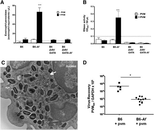 Figure 5. Eosinophils recruited in response to Af antigens are activated and degranulate in response to PVM and promote antiviral activity. (A) mEPX was detected in BAL fluid from Af-sensitized and Af-challenged, PVM-infected B6 wild-type mice only; n = 4 to 8 mice per group; ***P < .0001 vs Af-sensitized and Af-challenged, but not PVM-infected, group, as well as all other conditions. (B) RNase activity was detected in BAL fluid from Af-sensitized and Af-challenged, PVM-infected wild-type B6 mice only; n = 4 to 8 mice per group; ***P < .0001 vs Af-sensitized and Af-challenged, but not PVM-infected, group, as well as all other conditions. (C) Transmission electron micrograph of an eosinophil isolated from the airways of an Af-sensitized and Af-challenged, PVM-infected wild-type B6 mouse. Indicated in the image are specific granules and vesiculotubular structures34 analogous to those described in human eosinophils (at the large arrow); original magnification ×23 000. (D) Virus recovery from Af-sensitized and -challenged and control B6 wild-type or B6 eosinophil–deficient ΔdblGATA mice at 4 days after inoculation with PVM (see Figure 4A for timeline).