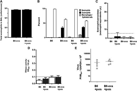 Figure 6. Eosinophils recruited in response to ova sensitization and challenge do not degranulate in response to PVM infection and do not support antiviral activity. (A) Total eosinophils in BAL fluid from ova-sensitized and ova-challenged, both virus-naïve and PVM-infected B6 mice. (B) Cell differentials from mice in A, as well as controls that were ova sensitized and PBS challenged. (C) No immunoreactive mEPX was detected in any BAL fluids from this group; n = 4 to 6 mice per time point. (D) No RNase activity was detected in any BAL fluids from this group; n = 4 to 6 mice per time point. (E) Virus recovery from ova-sensitized and ova- or PBS-challenged wild-type B6 mice (Figure 4A).