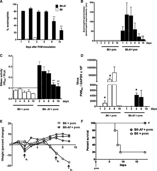 Figure 7. Eosinophil degranulation products persist in the airways of mice subjected to Af sensitization and challenge and are associated with protection from the lethal sequelae of PVM infection. (A) Wild-type B6 mice subjected to Af sensitization and Af or PBS challenge prior to PVM infection on day 0 (see Figure 4A for protocol) and percent eosinophils were evaluated in BAL fluid as shown; P < .0001 for B6-Af vs B6 at all points (not shown on figure); **P < .03 vs percentage eosinophils at day 1. (B) Immunoreactive mEPX detected in mice that were Af sensitized and Af challenged prior to PVM infection only (B6-Af+pvm); P < .0001 for B6-Af vs B6 at all points (not shown on figure), **P < .03 compared with peak levels detected at day 2. (C) RNase activity detected in BAL fluid of mice as described in A; P < .0001 for B6-Af vs B6 at all points (not shown on figure); **P < .03 compared with peak levels detected at day 2. (D) Virus recovery from lung tissue of mice that were Af sensitized and PBS challenged vs Af sensitized and Af challenged prior to PVM infection; *P < .05 compared with recovery at day 1. (E) Percent weight change of mice subjected to Af sensitization and PBS or Af challenge prior to PVM infection. Arrow a. denotes transient weight loss at day 2 experienced by the Af-sensitized and Af-challenged mice, and arrow b. designates loss of PVM-infected, Af-sensitized, PBS-challenged mice at days 7 and 9. (F) Survival of Af-sensitized and PBS- or Af-challenged mice prior to PVM infection on day 0; n = 5 mice per group; *P < .03 (log-rank).