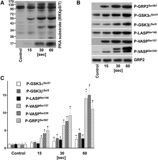 Figure 1. Time course of PKA substrate phosphorylation in iloprost-stimulated human platelets. Washed human platelets (3 × 108/mL) were incubated with iloprost (2nM) for the indicated time and processed for western blot analysis with antibodies directed against (A) Phospho-PKA substrates (RRXpS/T), (B) P-GRP2Ser587, P-GSK3αSer21, P-GSK3βSer9, P-LASPSer146, P-VASPSer157, P-VASPSer239, or total GRP2 (CalDAG-GEFI) antibodies. (C) Immunoblots were scanned and intensities of the phospho-specific antibodies were normalized to the total GRP2 signal. All images were quantified by the Image J program and expressed as fold changes, where control samples were taken as 1. Results are mean ± SEM, n = 4. +P < .05 compared with the control; *P < .05 compared with 15-second samples.