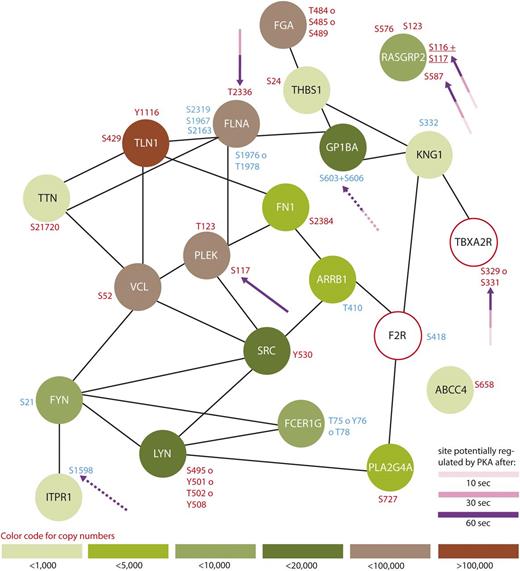 Figure 2. Protein interaction network summarizing all regulated proteins belonging to the GO-term “platelet activation”. From all 299 regulated proteins, only members of the GO-term “platelet activation” were searched for interactions using STRING,24 using a medium threshold confidence. Potential PKA sites are highlighted with arrows and the corresponding colors indicate the time points which are regulated compared with 0-second iloprost treatment (dashed lines for downregulation). Upregulated phosphorylation sites are labeled in red and downregulated in blue. Estimated protein copy numbers are taken from Burkhart et al.8