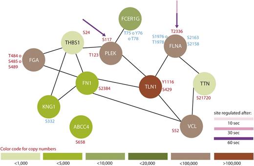 Figure 3. Protein interaction network summarizing all regulated proteins belonging to the GO-term “platelet degranulation.” From all 299 regulated proteins, only members of the GO-term “platelet degranulation” were searched for interactions using STRING,24 using a medium threshold. Potential PKA sites are highlighted with arrows and the corresponding colors indicate the time points which are regulated compared with 0-second iloprost treatment (dashed lines for downregulation). Upregulated phosphorylation sites are labeled in red and downregulated in blue. Estimated protein copy numbers are taken from Burkhart et al.8