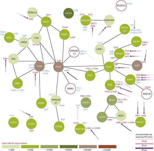 Figure 4. Protein interaction network summarizing all regulated proteins belonging to the GO-term “cytoskeleton organization.” From all 299 regulated proteins, only members of the GO-term “platelet degranulation” were searched for interactions using STRING,24 using a medium threshold. Potential PKA sites are highlighted with arrows and the corresponding colors indicate the time points which are regulated compared with 0-second iloprost treatment (dashed lines for downregulation). Upregulated phosphorylation sites are labeled in red and downregulated in blue. Estimated protein copy numbers are taken from Burkhart et al.8