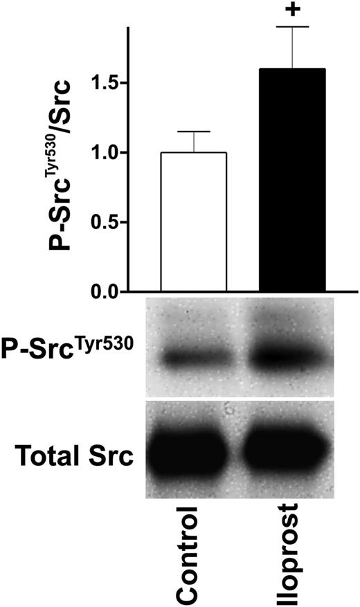 Figure 5. Western blot validation of increased Src Tyr530 phosphorylation. Washed human platelets (3 × 108/mL) were incubated with iloprost (5nM) for the indicated time and processed for western blot analysis with antibodies directed against P-SrcTyr530 and total Src. Signals were quantified as described in the Figure 1B legend. Shown are representatives of 3 independent experiments.