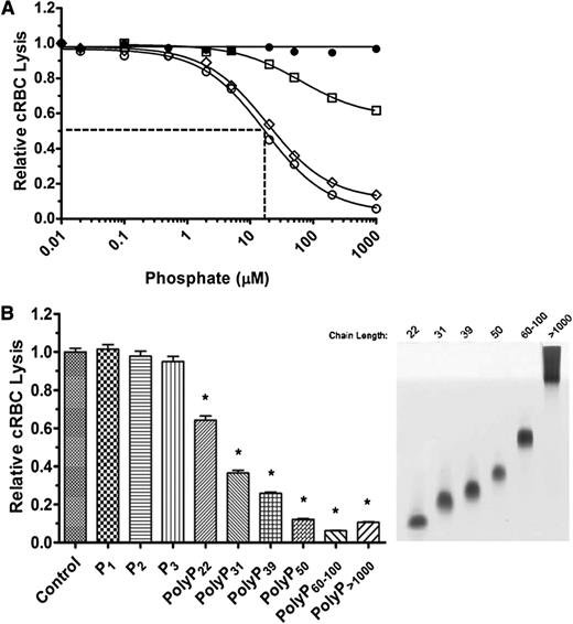 Figure 3. PolyP suppresses the TP in a size-dependent manner. (A) P1 (●), polyP<30 (□), polyP40-160 (▪), and polyP>1000 (○) were titrated into the TP assay in the presence of 2% serum and 250 pM C5b,6. The IC50 is shown only for polyP>1000. The TP was suppressed in a size-dependent manner. Results are representative of 3 experiments, each performed in triplicate. (B) On the left, 100 µM of different size polyPs were added to the TP assay as above. On the right, the different-size polyPs used in the TP assay were separated on a Tris-Borate-EDTA-urea gel and stained with toluidine blue. *Comparisons to control without phosphate (P < .001; n = 4).