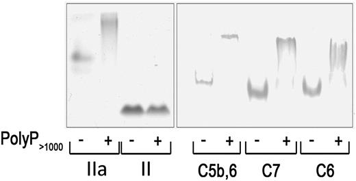 Figure 5. PolyP reduces the mobility of TP proteins in native gels. Two micrograms of protein were incubated with or without 6 µg polyP>1000 and resolved by native PAGE. The gel was stained with Coomassie blue for detection. PolyP binds to and causes a shift in the migration of thrombin (IIa) but does not bind to or affect migration of prothrombin (II). PolyP causes a gel shift in C5b,6, C7, and C8. Results are representative of 4 independent experiments.
