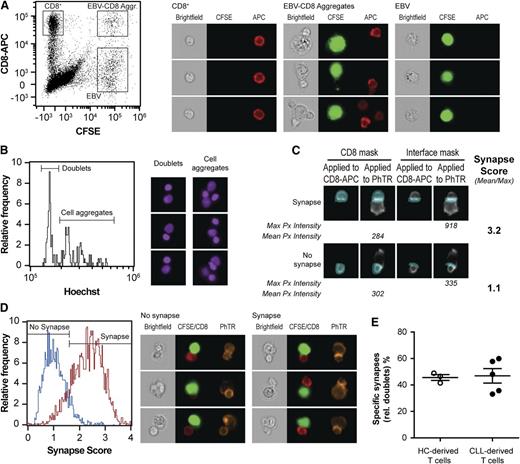 Figure 4. CMV-specific CD8+ T cells from CLL patients and HCs are equally effective in forming adequate synapses with APCs. (A-E) Enriched CD8+ T cells (1 × 104) from CLL patients and HCs were incubated for 30 minutes with CFSE-labeled CMV-peptide–loaded HLA-I–matched EBV-LCLs (1 × 105) and fixated with 2% paraformaldehyde. Cells were stained for CD8 (CD8-APC), F-actin (PhTR), and a nuclear dye (Hoechst) and acquired using ImageStream X100 (0.5-1.0 × 105 events). As a negative control, enriched CD8+ T cells and nonloaded EBV-LCLs were analyzed. (A) T-cell/B-cell aggregates were identified using CFSE vs CD8-APC bivariate plots. (B) Doublets were gated on their content in the DNA-binding dye Hoechst and cell aggregates were discarded. (C) To identify adequate ISs, a synapse score was computed as a ratio of the maximum pixel intensity of the PhTR (Max Px) signal at the T-cell/B-cell interface vs the mean pixel intensity of the PhTR (Mean Px) signal on the CD8+ T cell. (D) This score identifies doublets in which the PhTR signal has polarized to the IS. (E) Percentage of doublets displaying an adequately formed ISs (relative to all doublets) corrected for background synapse formation. Dots represent individuals; n = 5 CLL, n = 3 HCs with mean ± SEM.