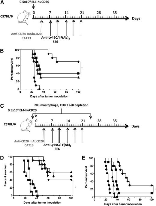 Figure 2. Anti-Ly49C/I F(ab′)2 enhances the antilymphoma activity of anti-CD20 mAb in vivo and is NK-cell–dependent. (A) C57BL/6 mice were inoculated retro-orbitally with 0.5 × 106 EL4-huCD20 lymphoma tumor cells. (B) After tumor inoculation, mice received (●) rat IgG control, (▪) 250 µg of anti-CD20 mAb (CAT-13) on day 3 and once per week for 3 weeks, (▲) 200 µg of anti-Ly49C/I F(ab′)2 (5E6) on day 3 and twice a week for 3 weeks, or (♦) the combination of both antibodies. Mice were then monitored for overall survival. *P = .042. (C) C57BL/6 mice were inoculated retro-orbitally with 0.5 × 106 EL4-huCD20 lymphoma tumor cells. (D) After tumor inoculation, mice received (●) rat IgG control on day 3; (▪) 50 µL of anti-Asialo-GM1 on days −1, 0, 5, 10, 15, 20, and 25 with 250 µg of anti-CD20 mAb and 200 µg anti-Ly49C/I F(ab′)2 on day 3; (▼) 200 µL liposomal clodronate on day −2 followed by 100 µL of liposomal clodronate on days 0, 4, 8, 12, 16, 20, and 24 with 250 µg of anti-CD20 mAb and 200 µg of anti-Ly49C/I F(ab′)2 on day 3; (♦) 500 µg anti-CD8 mAb on days −1, 0, 5, 10, 15, 20, and 25 with 250 µg of anti-CD20 mAb and 200 µg anti-Ly49C/I F(ab′)2 on day 3; or (▲) 250 µg of anti-CD20 mAb on day 3 and 200 µg of anti-Ly49C/I F(ab′)2 on day 3 with 250 µg of anti-CD20 mAb repeated once per week for 3 weeks and 200 µg of anti-Ly49C/I F(ab′)2 repeated biweekly for 3 weeks. Mice were then monitored for overall survival. *P < .001. All in vivo models were piloted with 5 mice per group and repeated with 10 mice per group. Isotype controls included 5% normal mouse serum and 250 µg of 4D11 (Ly49G2) on day 3 and biweekly for 3 weeks in addition to rat IgG with no effect on tumor growth or survival (representative control, rat IgG, shown). (E) Survival with identical treatment groups but with treatment delayed until day 10 after tumor inoculation. Mice received (●) rat IgG control, (▪) 250 µg of anti-CD20 mAb (CAT-13) on day 10 and once per week for 3 weeks, and (▲) 200 µg of anti-Ly49C/I F(ab′)2 (5E6) on day 10 and biweekly for 3 weeks, or (♦) the combination of both antibodies. *P = .005.
