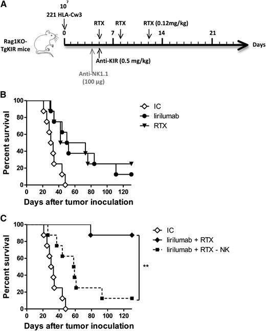 Figure 5. Lirilumab therapy enhances the antilymphoma activity of rituximab in vivo and is NK-cell–dependent. (A) Schema of lirilumab and rituximab administration. (B) To determine the therapeutic efficacy of drug combination vs monotherapy, 221 HLA-Cw3 tumor cells (107 cells) were injected intravenously into Rag1KO-Tg KIR mice. Starting 5 days after tumor challenge, groups (n = 8 mice per group) received (♢) IC, (●) lirilumab intravenously at 0.5 mg/kg on day 5, or (▼) rituximab (RTX) intraperitoneally at 0.12 mg/kg on days 5, 8, and 12. Mice were then monitored for overall survival. (C) To determine the role of NK cells, 221 HLA-Cw3 tumor cells (107 cells) were injected intravenously into Rag1KO-Tg KIR mice and, starting 5 days after tumor challenge, groups (n = 8 mice per group) received (♢) IC, (♦) lirilumab at 0.5 mg/kg on day 5 and RTX at 0.12 mg/kg on days 5, 8, and 12, or (▪) lirilumab at 0.5 mg/kg on day 5 and RTX at 0.12 mg/kg on days 5, 8, and 12 and 100 µg of anti-NK1.1 mAb on day 4 to deplete NK cells. Mice were then monitored for overall survival. *P < .001. (B) and (C) show several groups of the same experiments. One experiment representative of 2 experiments is shown.