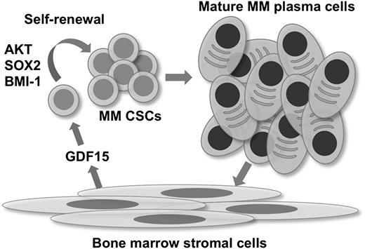 Figure 6. Interactions between MM plasma cells, TICs, and BMSCs. The interaction between BMSCs and mature MM plasma cells induces GDF15 secretion and enhances the self-renewal of MM CSCs by AKT, SOX2, and BMI-1. Subsequent production of mature tumor cells further promotes this process.