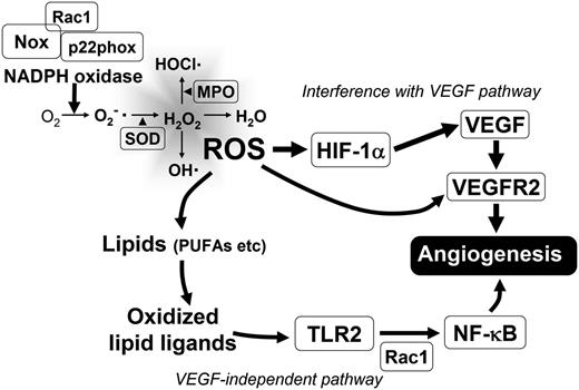 Figure 1. Schematic representation of ROS generation and its effect on angiogenesis. Two main mechanisms are shown: ROS effect on known components of HIF-VEGF/VEGFR2 signaling pathway and VEGF-independent mechanism involving generation of lipid oxidation products. MPO, myeloperoxidase.