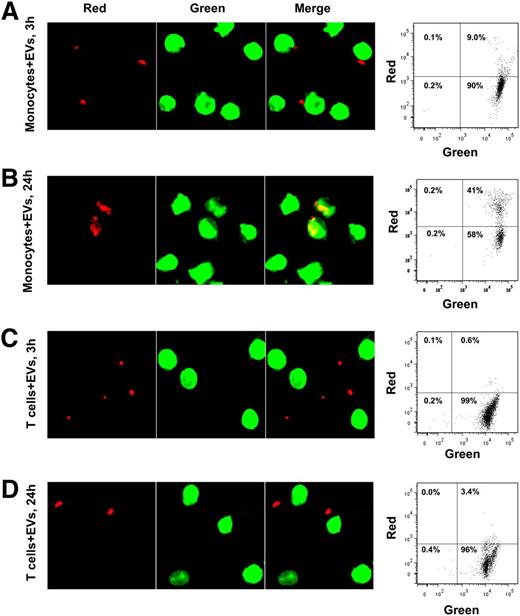 Figure 6. Interaction of PBMC subpopulations with EVs. Monocytes and T cells were purified from PBMCs and stained with PKH67 green membrane dye. EVs were stained with PKH26 red membrane dye. EVs were added to monocytes or T cells and incubated in a 5% CO2 incubator for 3 or 24 hours. Cells were fixed with 2% PFA and subject to fluorescence microscopy or flow cytometry. Data are representative of 3 independent experiments. (A) Monocytes 3 hours after incubation with EVs. (B) Monocytes 24 hours after incubation with EVs. (C) T cells 3 hours after incubation with EVs. (D) T cells 24 hours after incubation with EVs.
