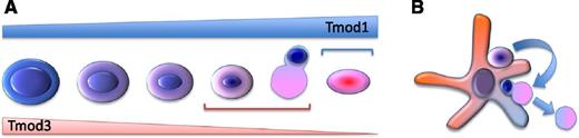 (A) Different stages of erythroid cell differentiation, enucleation, and erythrocyte formation. The triangular shapes indicate the relative level of expression of Tmod1 and Tmod3 during erythroid differentiation. The horizontal brackets indicate where Tmdo1 and Tmod3, respectively, might play a major role during erythropoiesis. (B) In erythroid islands, the potential role of macrophages and Tmod3 in support of the program that coordinates cell-cycle exit with enucleation in erythroid cells.