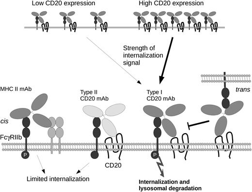 Schematic representation of mechanisms underlying the impact of FcγRIIb upon activation and internalization of BCRs. Internalization of type I CD20 mAbs correlates with levels of expression. major histocompatibility complex class II (MHCII) monoclonal antibodies (mAbs) or type II CD20 mAb binding in cis results in limited internalization, despite robust phosphorylation of FcγRIIb (P). In contrast, type I CD20 mAbs promote internalization/degradation. CD20 mAb binding to FcγRIIb in trans competes for binding in cis but does not affect internalization.