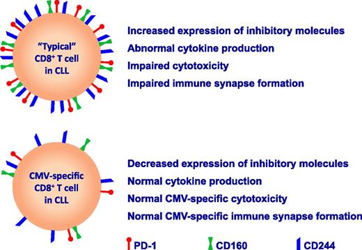 Comparison of “typical” and CMV-specific CD8+ T cells in CLL.