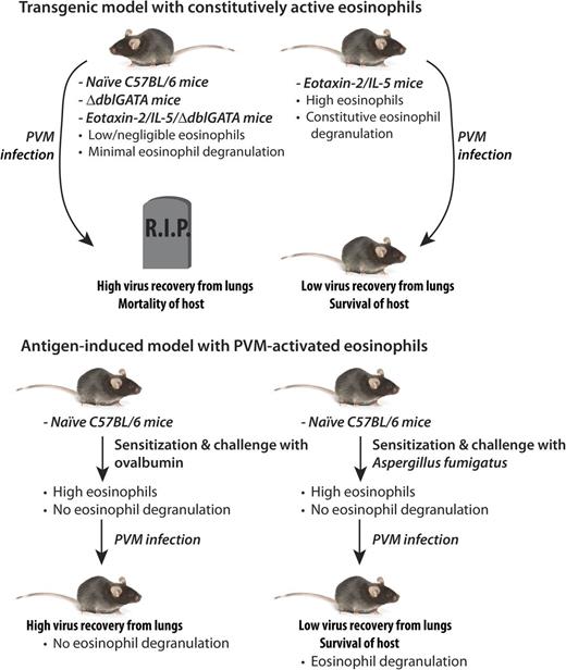 Two distinct models of Th2-driven inflammation resulting in eosinophilia suggest that eosinophil degranulation is implicated in protection of the host against the lethal effects of infection with PVM.