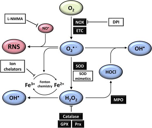 Figure 1. Physiologic ROS homeostasis networks. Univalent reduction of oxygen results in the formation of superoxide (O2•−), which can occur as a result of NADPH oxidase (NOX) activity, and also as a by-product of oxidative phosphorylation, primarily at complex I in the mitochondrial electron transport chain (ETC). Superoxide may act as a reductant or an oxidant and is a key molecule in several subsequent physiologic reactions. Most of the superoxide generated in vivo is converted into hydrogen peroxide (H2O2) primarily by the actions of superoxide dismutases, which exist in cytosolic (SOD1), mitochondrial (SOD2), and extracellular (SOD3) isoforms. H2O2 levels are tightly regulated by several mechanisms, including the actions of catalase, the glutathione peroxidase (GPX) system, and peroxiredoxins (Prx). H2O2 may be further processed by the actions of myeloperoxidase (MPO) during an immune response to form hypochlorous acid (HOCl), which may in turn react with superoxide to form hydroxyl radicals. Hydroxyl radicals may also be formed from H2O2 by Fenton chemistry, which may occur in the presence of free metal cations such as Fe2+ or Cu+. Where superoxide production and production of nitric oxide (NO•) are colocalized, reactive nitrogen species (RNS) may be formed, with the proximal species being peroxynitrite. Various RNS may then form via further chemical reactions with other ROS or RNS. This network of ROS and RNS production can be disrupted or biased in the presence of various compounds such as diphenyleneiodonium (DPI), which inhibits flavoproteins including the NOX oxidase family, ion chelators that can terminate Fenton chemistry cycles, and l-arginine analogs such as l-monomethyl arginine (L-NMMA), which inhibits nitric oxide synthase. Green represents molecular oxygen, blue are ROS derived from O2, and red represents nitric oxide and other RNS.