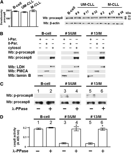 Figure 3. Lyn-dependent tyrosine phosphorylation inhibits casp8 activity in B-CLL cells. (A) Whole B-cell lysates from 6 normal donors and all B-CLL patients distributed between the UM-CLL and M-CLL subsets (supplemental Table 1) were analyzed by Wb analysis with anti-procasp8 antibody, and the blots were reprobed with anti-β-actin antibody as a loading control. Pooled densitometric analysis (arbitrary units) of the Wb bands of the immunoblots are shown (left panel). Wb analysis representative of one normal donor and B-CLL patients equally distributed between the UM-CLL (patients 9, 17, and 32) and M-CLL subsets (patients 2, 21, and 38) are shown in the right panel. (B) Equivalent amounts of protein of the different subcellular fractions (first particulate fraction, I-Par., corresponding to nuclei and mitochondria; second particulate fraction, II-Par., corresponding to microsomes; and cytosol) from normal donors and B-CLL patients belonging to the UM-CLL and M-CLL subsets (represented by patients 5 and 13, respectively, compared with one normal donor in this figure) were analyzed by Wb analysis with anti-procasp8 antibody, and the blots were reprobed with antibodies against lactate dehydrogenase (LDH, cytosolic marker), plasma membrane Ca2+ ATPase (PMCA, plasma membrane marker), and lamin (nuclear marker) as loading controls. The figure is representative of samples from 3 normal donors and 10 CLL patients belonging to 2 different subsets UM-CLL and M-CLL composed of 5 samples each. (C-D) Cytosol from normal donors and B-CLL patients belonging to the UM-CLL and M-CLL subsets (patients 5 and 13, respectively, compared with one normal donor in this figure) were incubated in the absence (lanes 1, 3, and 5) or presence of λ-PPase (lanes 2, 4, and 6) for 1 hour at 37°C. Equivalent amounts of protein underwent Wb analysis with anti-p-procasp8 and anti-procasp8 antibodies (C) or assayed for in vitro casp8 activity (D). The figure is representative of samples from 3 normal donors and 20 B-CLL patients belonging to the UM-CLL and M-CLL subsets composed of 10 samples each (*P < .05, lanes 3 vs 4 and 5 vs 6).