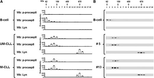 Figure 4. Procasp8 presents as a dimer in B-CLL cells. Cytosol of 15 × 106 freshly isolated B cells from 2 normal donors and 14 B-CLL patients equally distributed between the UM-CLL and M-CLL subsets underwent a linear glycerol gradient (10% to 40%) and was centrifuged 18 hours at 100 000g in an SW60Ti rotor (Beckman Coulter) at 4°C. (A) Eighteen fractions (200 μL each) of the glycerol gradient were collected from top and underwent Wb analysis with anti-p-procasp8, anti-procasp8, and anti-Lyn antibodies. Densitometric analysis (arbitrary units) of the Wb bands of the immunoblots from 2 normal donors and 14 B-CLL patients equally distributed between the UM-CLL and M-CLL subsets are shown. (B) Wb analysis of one normal donor compared with that of UM-CLL (no. 5) and M-CLL (no. 13) subsets are shown.