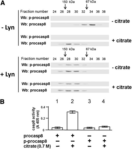Figure 5. Phosphorylation at Tyr380 by Lyn results in the formation of an inactive procasp8 dimer. (A) The elution profile of procasp8, as such or phosphorylated by Lyn and subsequently incubated in the absence or presence of 0.7 M sodium citrate, from a Superdex 200 HR column was determined by Wb analysis with anti-p-procasp8 and anti-procasp8 antibodies. (B) Equivalent protein amounts of procasp8, as such or phosphorylated by Lyn and subsequently incubated in the absence or presence of 0.7 M sodium citrate, were assayed for in vitro casp8 activity as described in the supplemental Data.