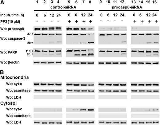 Figure 7. PP2-mediated apoptosis is countered by specific procasp-8 inhibition. (A) Freshly isolated B-CLL cells were transfected by nucleofection with either the control-siRNA (lanes 1-8) or procasp8-siRNAs (9-16), cultured for 48 hours in complete medium, and subsequently incubated in the absence (lanes 1-4 and 9-12) or presence (lanes 5-8 and 13-16) of 10 µM PP2 at different time points. After such treatment, cells were lysed and analyzed by Wb analysis with anti-procasp8, anti caspase-3, and anti-PARP antibodies as well as anti-β-actin antibody as a loading control. (B) Freshly isolated B-CLL cells were cultured as described in A. After treatment with the aforementioned inhibitor, cells underwent differential centrifugation to separate mitochondrial and cytosolic fractions. Equivalent protein amounts were assayed by Wb analysis with anti-cyt-c antibody as well as with anti-aconitase and anti-LDH antibodies to assess the purity of the fractions.