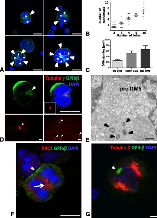 Figure 3. Relationship with the endomitotic process. (A-C) The number of invaginating pre-DMS correlates with the number of nuclear lobes. (A) Confocal images show that the tubular membrane connections (green) are situated between the nuclear lobes (blue). Note that the number of cell surface connections (arrowheads) increased with the number of nuclear lobes (stars). Bars, 10 µm. (B) Quantification of the number of invaginating pre-DMS and nuclear lobes using Z-stack analysis on whole cells. Note that the number of nuclear lobes are not equal to the number of chromosome copies. The Z-step size was 0.25 µm. Overall, a total of 80 MKs (39 × 2 lobes; 14 × 3 lobes; 12 × 4 lobes, and 10 × >6 lobes) were included in our analysis, and the means ± standard error of the mean are presented. (C) Quantification of the DNA staining as a function of the different developmental stages of the DMS (pre-, intermediate, and late DMS). The Z-step size was 0.25 µm, and the Amira Software was used to calculate the DNA content in whole cells. (D) Immunostaining for the centrosome marker γ tubulin reveals the presence of a single fluorescent spot with an increased fluorescent size (arrowhead in upper left panel) compared with γ tubulin staining in late stage MK cells (arrowheads in lower right panel), suggesting multiple centrosomes assembly. The images are maximum projections of whole cells. Bars: upper panels, 10 µm; lower panels, 1 µm. (E) TEM image showing the presence of four centrioles (arrowheads) in proximity to the pre-DMS. Bar, 500 nm. (F) Image of an MK undergoing its first anaphase. Immunostaining for PRC-1, a marker of the midzone. PRC-1 is localized between the condensed chromosomes (arrow). Note the distinct GPIbβ-positive cell surface pool (arrowhead). Bar, 10 µm. (G) Identification of a pre-DMS (arrowhead) in MKs undergoing the first anaphase. Cells were permeabilized with 0.5% Triton X-100, stained with β-tubulin and DAPI to characterize the mitotic spindle and the condensed chromosomes, respectively. Bar, 10 µm.
