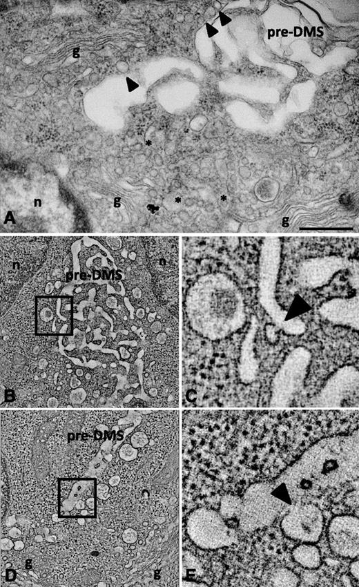 Figure 5. Dual axis electron tomography of the TGN and DMS reveals fusion of vesicles with the pre-DMS. (A) TEM image of the Golgi complexes oriented so that the trans-sites (TGN) lie facing the pre-DMS. Some vesicles are in close apposition to the pre-DMS (arrowheads). Bar, 500 nm. (B-C) Selected tomographic sections showing fusion of TGN-derived vesicles with the pre-DMS. A higher magnification of the boxed area in B is shown in C, and the arrowhead points to the zone of continuity between the membranes of the vesicle and the pre-DMS. (D-E) Alignment of larger vesicles along the pre-DMS. Fusion of a vesicle with the pre-DMS (arrowhead in D). g, Golgi stacks; n, nucleus.
