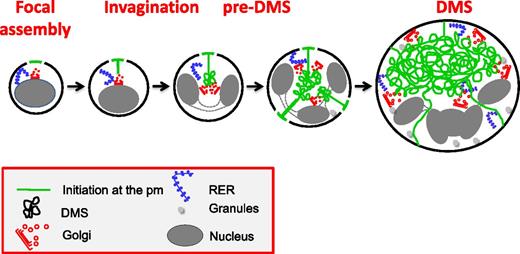 Figure 7. Proposed model of DMS formation and expansion. DMS formation initiates at focal areas on the cell surface. During subsequent MK maturation, a distinct pre-DMS structure is formed in the perinuclear region, through a PM invagination process that resembles cleavage furrow formation. Further expansion requires vesicular membrane delivery from multiple Golgi complexes that are targeted to the developing DMS and possibly via direct lipid transfer through ER-DMS tethering.