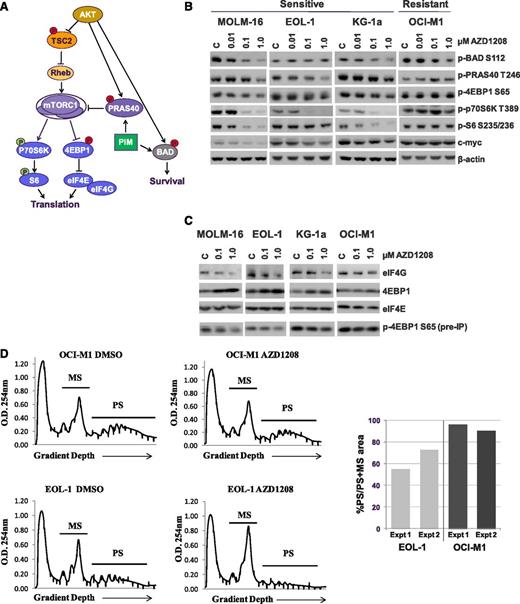 Figure 3. Effect of AZD1208 on downstream signaling in AML cell lines. (A) Pim signaling and interaction with PI3K/AKT/mTOR pathway showing activating (green) and inactivating (red) phosphorylation events. Rheb, Ras homolog enriched in brain. (B) Modulation of various biomarkers seen in MOLM-16, EOL-1, KG-1a, and OCI-M1 cells after 3 hours of treatment with control (“C”) dimethylsulfoxide (DMSO) or 0.01, 0.1, or 1 μM AZD1208 by immunoblot analysis of cell lysates. For p70S6K, the band shown represents the ∼60 kDa S6K1 isoform. (C) Effect of AZD1208 on cap-dependent translation complex formation after 3 hours of treatment with AZD1208 at the indicated doses. eIF4E was immunoprecipitated from treated cell lysates by using methyl-7-guanosine-5′-triphosphate cap sepharose beads (the eluted immunoprecipitated material is shown in the third row) and immunoblotted with eIF4G (first row) and 4EBP1 (second row) to assess the extent of association of each protein with eIF4E before and after treatment with AZD1208. The fourth row shows effects of drug treatment on p4EBP1 S65 prior to immunoprecipitation (IP) of cell lysates. (D) Effects of Pim kinase inhibition on polysomal assembly. OCI-M1 or EOL-1 cell lines were treated with solvent control (DMSO), or 1 μM AZD1208 for 9 hours, and the lysates were layered on a 10% to 50% sucrose gradient. The gradients were subjected to ultracentrifugation, and fractions were collected by continuous monitoring of optical density (OD) at 254 nm. The OD 254 nm was plotted as a function of gradient depth for each treatment. A representative profile from 1 of 2 studies is shown and the polysomal (PS) and monosomal (MS) peaks are indicated. The area under the polysome and monosome peaks was quantified for each treatment by using ImageJ software. The ratio of area under the polysomal and polysomal plus monosomal peaks was calculated for each treatment, and the results of 2 independent studies for each cell line are presented as percentage of respective DMSO control. Expt, experiment.
