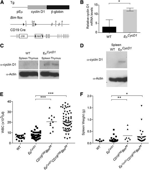 Figure 1. Development and characterization of a cyclin D1 transgenic mouse line bearing Bim−/− B cells. (A) Schematic of the cyclin D1 transgene, floxed Bim locus, and CD19CRE locus. (B) Reverse transcriptase-PCR of spleen RNA for the transgenic cyclin D1 locus in wild-type (WT) and EμCycD1 mice. (C) Western blot of cyclin D1 in spleens and thymi of WT and EμCycD1 mice. (D) Western blot of cyclin D1 in B220-sorted splenocytes stimulated with lipopolysaccharide. (E) CD19CREBimfl/fl and EμCycD1CD19CREBimfl/fl mice manifest similarly elevated WBC counts at 20 to 25 weeks of age compared with EμCycD1 mice. (F) CD19CREBimfl/fl and EμCycD1CD19CREBimfl/fl mice exhibit a similar degree of splenomegaly compared with EμCycD1 mice. *P < .05; **P < .01; ***P < .001; 2-tailed Student t test. mRNA, messenger RNA.