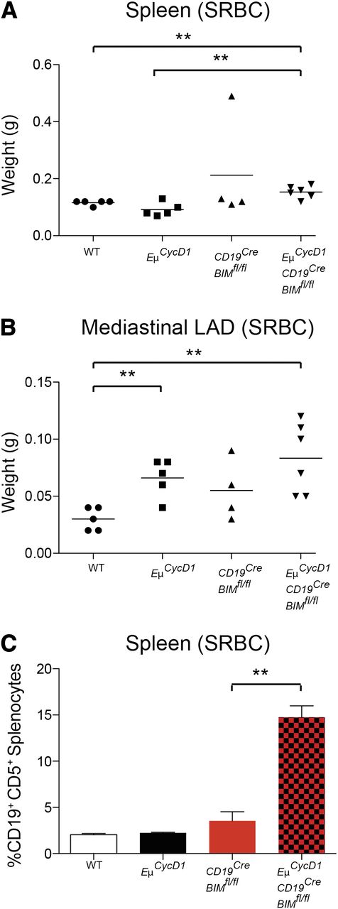 Figure 3. CD5+ B-cell expansions in the spleens of EμCycD1CD19CREBimfl/fl mice subjected to SRBC injection. Mice of the indicated genotypes were injected with SRBC and evaluated by gross examination and flow cytometry. (A) EμCycD1CD19CREBimfl/fl mice developed larger spleens than WT and EμCycD1 mice, but all other groups were statistically similar. (B) EμCycD1 and EμCycD1CD19CREBimfl/fl mice manifested larger mediastinal lymphadenopathy (LAD) compared with WT mice; no other statistically significant differences were observed among the other groups. (C) Flow cytometry determined the percentage of splenic mononuclear cells that were positive for CD5 and either CD19 or B220. WT (n = 5), EμCycD1 (n = 5), CD19CREBimfl/fl (n = 4), and EμCycD1CD19CREBimfl/fl (n = 5). Data are mean and standard error of the mean. *P < .05; **P < .01; ***P < .001; 2-tailed Student t test.
