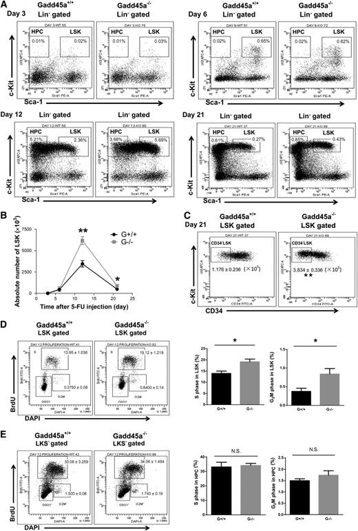 Figure 2. Gadd45a deficiency enhances HSC proliferation after 5-FU treatment. (A) The representative FACS plots of the LSK population at the indicated time points after 5-FU treatment. (B) The dynamic change of absolute number of LSK cells after 5-FU injection detected by flow cytometry (n = 3-5). (C) The representative FACS plots and absolute number of CD34-LSK cells in BM at day 21 after 5-FU injection are shown (G+/+, n = 5; G−/−, n = 3). (D-E) BrdU was delivered by intraperitoneal injection 1 hour before euthanasia at day 12 after 5-FU injection. The representative FACS plots and percentage of S or G2M phases in LSK cells and HPCs are shown (G+/+, n = 4; G−/−, n = 5) (*P < .05, **P < .01). N.S., not significant.