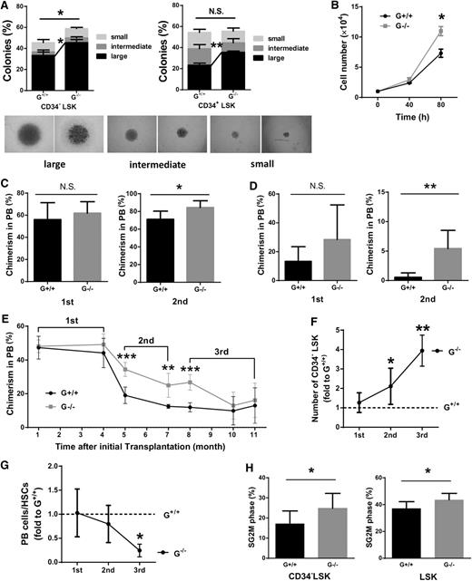 Figure 3. Gadd45a−/− HSCs show enhanced reconstitution ability. (A) Single CD34−LSK and CD34+LSK cells from young mice were sorted in a 96-well plate and cultured for 14 days in vitro. The percentage of colonies was calculated by dividing the number of colonies by the original number of single cells seeded (n = 3). (B) Ten thousand CD34−LSK cells from young mice were sorted and expanded in liquid culture. Cell numbers were counted at various time points (n = 3). (C) BM cells from young mice were mixed in a 1:1 ratio with competitors (CD45.1) and injected into lethally irradiated recipients (CD45.1/2). Subsequently, the chimeric BM cells were retransplanted into the secondary recipient mice (CD45.1/2) 4 months later. The chimerism in PB was shown 16 weeks after transplantation (first, n = 10; second, n = 5). (D) One hundred fifty CD34−LSK cells along with 1 × 106 BM cells (competitor) were injected into lethally irradiated recipients. Four months later, 150 donor-derived CD34−LSK cells were purified and retransplanted with fresh competitors into secondary recipients. The chimerism in PB is shown at 16 weeks after transplantation (first: G+/+, n = 5; G−/−, n = 6; second: G+/+, n = 11; G−/−, n = 10). (E) Three-round serial transplantation was conducted using 4000 purified LSK cells along with 1 × 106 fresh competitors each time. Chimerism in PB was shown at the indicated time after transplantation (first, n = 5; second, n = 6; third, n = 3). (F) The absolute number of donor-derived CD34−LSK cells was calculated 3 or 4 months after transplantation. The number of Gadd45a−/− donor-derived CD34−LSK cells was divided by that of Gadd45a+/+ donor-derived CD34−LSK cells (first, n = 5; second, n = 6; third, n = 3). (G) The ratio of PB cells/HSCs was calculated as the PB contribution divided by the absolute number of donor-derived CD34−LSK cells (first, n = 5; second, n = 6; third, n = 3). (H) Cell cycle analysis was performed on donor-derived HSCs 3 weeks after the second round of transplantation by staining with DAPI. The percentage of cycling cells in SG2M phases is shown (G+/+, n = 8; G−/−, n = 10) (*P < .05, **P < .01, ***P < .001). N.S., not significant.