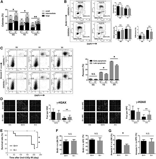 Figure 4. Gadd45a−/− HSCs exhibit impaired apoptosis and delayed DNA repair after IR. (A) Single HSCs (CD34−LSK) were sorted in 96-well plates, followed by 1- to 2-Gy IR and culture for 14 days. Colonies were counted in each group (n = 4). (B) The cell cycle profile of HSCs (Flt3−LSK) was analyzed using BrdU incorporation assay 24 hours after 2-Gy IR (n = 3). (C) IR-induced apoptosis was detected with Annexin V/DAPI staining 24 hours after 1- to 2-Gy IR. The early apoptosis (Annexin V+/DAPI−) and late apoptotic cells (Annexin V+/DAPI+) are shown (n = 4). (D) γ-H2AX foci per cell were counted at the indicated time point post-IR (HSC, n = 40; HPC, n = 60). Representative immunofluorescence staining for γ-H2AX and the nucleus is shown. (E) Survival curves showed the survival rate of mice subjected to 4.5-Gy IR twice (at a 3-month interval) for the indicated genotypes (n = 9). (F-G) The cell cycle status and apoptosis were analyzed 4.5 months after the second 4.5-Gy IR (n = 3) (*P < .05, **P < .01). N.S., not significant.