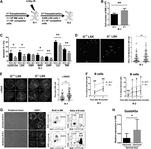 Figure 5. Accumulation of IR-induced DNA damage impairs the function of Gadd45a−/− HSCs and promotes leukemogenesis. (A) Schematic diagram for study design. Wild-type mice were fully reconstituted with either Gadd45a+/+ or Gadd45a−/− BM and were named as R-1, which were exposed to 4.5-Gy IR 4 months after transplantation. Four thousand donor-derived LSK cells, along with 0.5 × 106 competitors, were subjected to secondary transplantation into R-2 mice 4 months after IR. (B) The cell number of total BM cells in R-1 mice 1 month after 4.5-Gy IR is shown (G+/+, n = 5; G−/−, n = 6). (C) Apoptosis in the indicated cell populations of the R-1 mice was detected with Annexin V/DAPI staining 1 month after 4.5-Gy IR (G+/+, n = 5; G−/−, n = 6). (D) Isolated LSK cells from R-1 mice 3 months after 4.5-Gy IR were subjected to the alkaline comet assay. The DNA was stained with DAPI, and representative examples are shown. The olive tail moment represents DNA damage level. (E) Isolated LSK cells from R-1 mice 3 months after 4.5-Gy IR were stained by γ-H2AX antibody and DAPI. (F) The percentage of donor-derived B cells in PB of R-1 (post-IR) or R-2 mice is shown (R-1, n = 5; R-2, n = 16). (G) Representative image showing the differences between Gadd45a+/+ donor-derived control and Gadd45a−/− donor-derived leukemia: hemogram of PB, 53BP1 foci, BrdU incorporation, and percentage of B cells in BM. (H) Gadd45a expression (relative to GAPDH) was measured in BM cells of AML patients, who were separated by survival time of 25 months (<25 months, n = 10; >25 months, n = 7) (*P < .05, **P < .01).