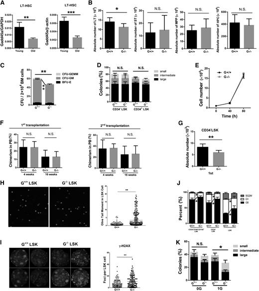 Figure 6. Accumulation of DNA damage impairs HSCs maintenance in old Gadd45a−/− HSCs. (A) Gadd45a expression (relative to GAPDH or β-actin) in young (2 months old) and old LT-HSCs (24 months old) was measured by qRT-PCR (SYBR green assay) (n = 4). (B) The absolute number of LT-HSCs, ST-HSCs, MPPs, and HPCs in old mice was measured by FACS (n = 8). (C) Twenty thousand BM cells from old mice were cultured with cytokines in methylcellulose semisolid medium for 9 days. The number of colonies were counted (n = 4). The colony forming unit-granulocyte/macrophage colonies include the colony forming unit-granulocyte and colony forming unit-macrophage colonies. (D) Single CD34−LSK and CD34+LSK cells were sorted in a 96-well plate and cultured for 14 days in vitro. Colonies were counted in each group (G+/+, n = 6; G−/−, n = 8). (E) Ten thousand CD34−LSK cells from old mice were cultured in SFEM with stem cell factor (50 ng/mL) and Thrombopoietin (50 ng/mL). Cell numbers were counted at particular time points (n = 4). (F) Competitive transplantation of aging LT-HSCs was conducted by injecting 500 CD34−LSK cells along with 1 × 106 competitor cells into lethally irradiated recipients. Four months later, the chimeric BM cells were retransplanted into the secondary recipient mice. The chimerism in PB is shown at 4 or 16 weeks after transplantation (first, n = 7-8; second, n = 7). (G) The absolute number of donor-derived CD34−LSK cells was calculated 4 months after the first transplantation using FACS (n = 6). (H-I) LSK cells were isolated from old mice and subjected to the comet assay and γ-H2AX staining. DAPI was used to stain the nucleus. (J) Cell cycle analysis was performed on CD34−CD48−CD150+LSK, CD34−LSK, and LSK fractions with Ki67/DAPI staining. The percentages of cells in the G0, G1, and S/G2/M phases were analyzed using flow cytometry (G+/+, n = 4; G−/−, n = 5). (K) Single CD34−LSK cells were sorted in a 96-well plate and were exposed to 1Gy IR; colonies were counted after 14-day culture. The percentage of colonies (determined by dividing the number of colonies by the original number of seeded single cells) in each group is shown (G+/+, n = 3; G−/−, n = 4) (*P < .05, **P < .01, ***P < .001). N.S., not significant.