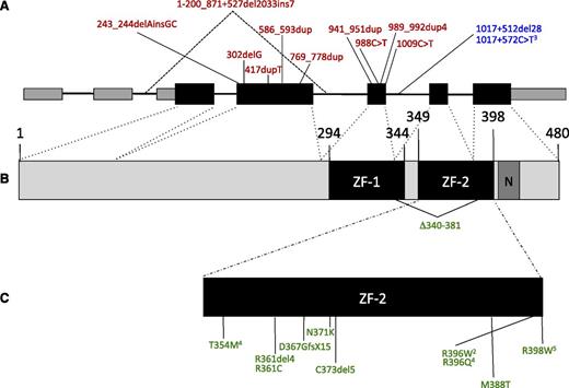Figure 1. GATA2 mutations. (A) Genomic organization of GATA2 showing the 2 5′-untranslated and 5 coding exons. Larger boxes represent coding regions. Insertion/deletion and nonsense mutations predicted to result in null alleles are shown above in red. Regulatory mutations in intron 5 are shown in blue. (B) Protein domains of GATA2, showing N- and C-terminal zinc fingers (ZF-1, ZF-2) and nuclear localization signal (N). (C) Missense mutations, in-frame deletions, and frameshift mutations predicted to escape nonsense-mediated decay are shown in green. Superscript numerals indicate the number of independent mutations.