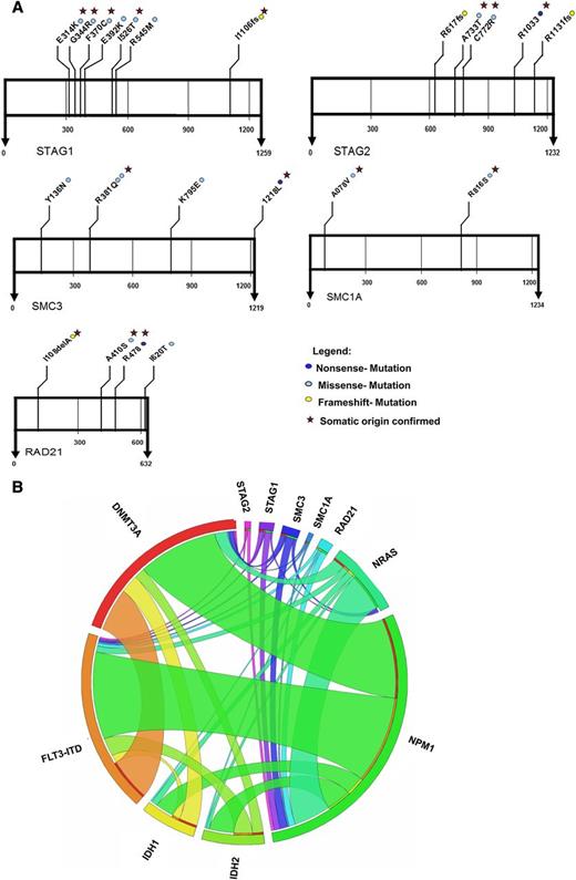 Figure 1. Location and type of mutations in genes of the cohesin complex in 389 patients with AML, and associations of gene mutations in the AML patient cohort outlined by a Circos diagram.