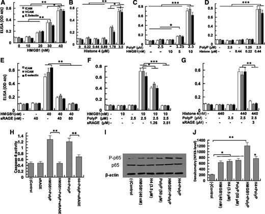 Figure 2. HMGB1- and H4-mediated expression of CAMs in HUVECs in the absence and presence of polyP-70. (A) Confluent endothelial cells were incubated with increasing concentrations of HMGB1 (10-40 nM for 16 hours) followed by measuring the cell surface expression of ICAM-1 (white bar), VCAM-1 (gray bar), and E-selectin (black bar) by a cell-based enzyme-linked immunosorbent assay (ELISA). (B) The same as (A), except that H4 (0.22-3.5 µM) was used for endothelial cell activation. (C) The same as (A), except that polyP-mediated amplification of signaling by low concentrations of HMGB1 (5-10 nM) was monitored. (D) The same as (A), except that polyP-mediated amplification of signaling by low concentrations of H4 (0.22-0.44 µM) was monitored. (E) The same as (A), except that the competitive effect of sRAGE on CAM expression by HMGB1 (40 nM) was monitored. (F) The same as (E), except that the competitive effect of sRAGE on the polyP-mediated amplification of signaling by a low concentration of HMGB1 (10 nM) was monitored. (G) The same as (E), except that the competitive effect of sRAGE on the polyP-mediated amplification of signaling by a low concentration of H4 (0.44 µM) was monitored. (H) Analysis of caspase-8 activity by a colorimetric assay. (I) Analysis of NF-κB activation by different stimuli (lane 1, buffer control; lane 2, 40 nM HMGB1; lane 3, 3.5 µM H4; lane 4, 50 µM polyP; lane 5, 2.5 µM polyP-70 + 10 nM HMGB1; lane 6, 2.5 µM polyP-70 + 0.44 µM H4). (J) Densitometric analysis of NF-κB data in (I). All results are shown as mean ± standard deviation of 3 different experiments. *P < .05; **P < .01; ***P < .001.