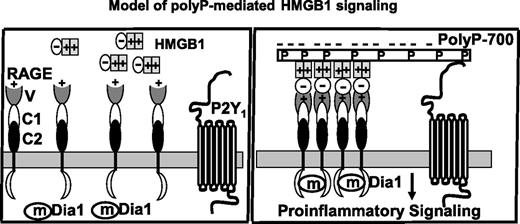 Figure 7. Hypothetical model of polyP-mediated proinflammatory nuclear cytokines (HMGB1 or H4) signaling. The 2 nuclear cytokines (only HMGB1 used in the graph) bind to the positively charged N-terminus variable domain (V) of RAGE receptor to elicit proinflammatory signaling responses in endothelial cells (or cells of the innate immune system). In the case of HMGB1, this can occur through the acidic C-terminus of the protein (shown in the model as a minus sign). However, relatively high concentrations of nuclear cytokines are required to initiate signaling because both HMGB1 and H4 are also highly positively charged. The interaction of the acidic polyP polymers with positively charged residues of either nuclear protein neutralizes the basic charges of these residues, thereby eliminating their repulsive interactions with the positively charged ligand-binding domain of RAGE (V) and enhancing their affinity for the receptor. Depending on its polymer size, polyP can bind to multiple nuclear cytokines (ie, polyP-700 shown in the model), thus simultaneously activating multiple receptors. Because polyP can also bind to P2Y1, this interaction is further enhanced by a bridging mechanism. The polyP-loaded ligand interaction with RAGE results in the clustering of the receptor and the P2Y1 bridging stabilizes oligomeric forms of RAGE, thus facilitating the cooperative interaction of the cytoplasmic tails of the receptor with the adaptor molecule mDia1, which is responsible for initiating downstream signaling. In the absence (or limiting concentration) of nuclear cytokines, polyP itself can also bind to either RAGE or P2Y1 separately or to both receptors by a bridging mechanism to initiate inflammatory signaling responses (not shown). V, C1, and C2 represent the N-terminal variable region followed by constant regions 1 and 2 of the extracellular domain of RAGE.