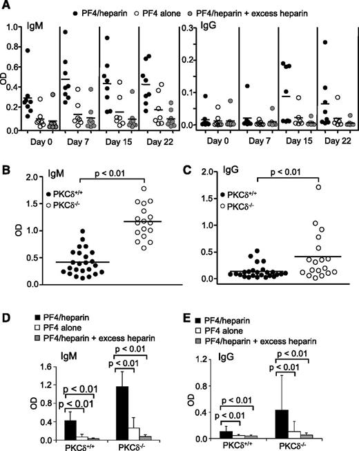 Figure 2. Production of PF4/heparin-specific antibodies in wild-type mice by in vivo CpG challenge and spontaneous production of PF4/heparin-specific antibodies in PKCδ-deficient mice. (A) Production of PF4/heparin-specific antibodies in wild-type mice by in vivo CpG challenge. Wild-type mice were intraperitoneally injected with CpG. At the indicated time points following CpG treatment, sera were collected and tested for mPF4/heparin-specific (left) IgM or (right) IgG production by ELISA. Specificity of the antibodies toward mPF4, mPF4/heparin, and mPF4 in the presence of excess heparin was examined. Each dot represents a mouse, and the horizontal lines indicate the mean values. Data shown are obtained from 8 wild-type mice. (B-E) Spontaneous production of PF4/heparin-specific antibodies in PKCδ-deficient mice. Sera were collected from unmanipulated wild-type (PKCδ+/+) or PKCδ-deficient (PKCδ−/−) mice and tested for mPF4/heparin-specific (B) IgM or (C) IgG production by ELISA. Specificity of the (D) IgMs or (E) IgGs toward mPF4, mPF4/heparin, and mPF4 in the presence of excess heparin was examined. Each dot represents a mouse, and the horizontal lines indicate the mean values. Data shown are obtained from 24 wild-type and 17 PKCδ-deficient mice. Statistical analysis was performed with (B-C) the Mann-Whitney test for unpaired data and (D-E) the Wilcoxon signed-rank test for paired data.