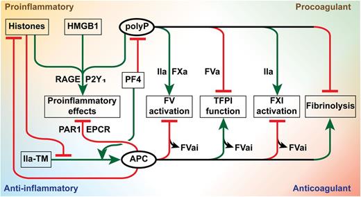 Overview of the multiple opposing effects of polyP and APC on inflammation and coagulation. The proinflammatory (top left) and procoagulant (top right) effects of polyP provide multiple head-to-head confrontations with the cytoprotective (bottom left) and anticoagulant (bottom right) activities of APC. Amplification by polyP of proinflammatory effects by histones or HMGB1 that require RAGE and P2Y1 are inhibited by APC’s cytoprotective effects that require PAR1 and EPCR.1,3,7 Furthermore, APC directly inactivates histones, whereas histones inhibit the generation of APC by the thrombin-thrombomodulin complex (IIa-TM).2,8 PF4 secreted by platelets inhibits polyP but enhances APC generation by the thrombin-thrombomodulin complex.7,9 PolyP also mediates numerous procoagulant effects that include stimulation of factor V (FV) activation by thrombin (IIa) and factor Xa (FXa), inhibition of TFPI function, stimulation of FXI activation by thrombin, and inhibition of fibrinolysis.6 Procoagulant effects of polyP are counteracted by anticoagulant effects of APC that involve proteolysis of FVa to inactive FVa (FVai). Consequent to FVa inactivation, APC alleviates FVa-dependent inhibition of TFPI by polyP, eliminates FVa as cofactor for FXI activation by thrombin, and promotes fibrinolysis.6,7,10 Not shown are the activation of the contact system resulting in the generation of bradykinin by long-chain polyP and the inactivation of HMGB1 by the thrombin-thrombomodulin complex.3,6 Green arrows indicate stimulation/activation; red arrows indicate inhibition/inactivation.