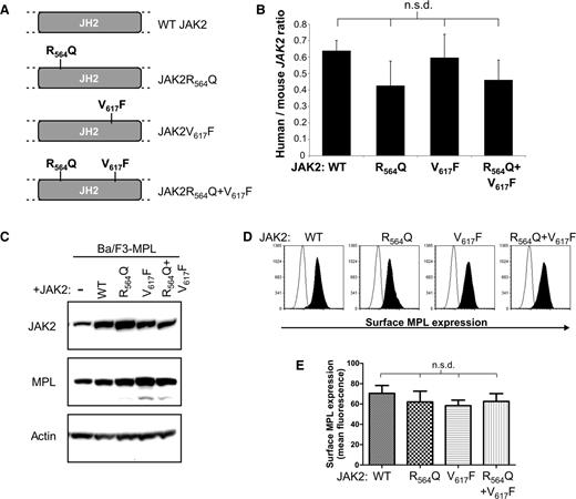 Figure 2. JAK2 mutant Ba/F3-MPL cell line generation. (A) Ba/F3 cell lines that stably express Mpl (BaF-MPL) and 1 of 4 types of human JAK2 (WTJAK2, JAK2R564Q, JAK2V617F, and both JAK2R564Q and JAK2V617F) were generated. (B) No significant difference (n.s.d) is seen in levels of human/mouse JAK2 cDNA levels between the 4 cell lines, measured by real-time PCR. (C) Western blot analysis of total JAK2 and total MPL levels in each of the 4 mutant cell lines compared with Ba/F3-MPL parental cells (first lane from left). (D-E) Cell surface expression of MPL in the Ba/F3-MPL-JAK2 cell lines, analyzed by flow cytometry. (D) Examples of overlays of the surface MPL flow cytometry of stained cells (black peak) compared with BaF3 parental controls (unfilled peak) for all 4 cell lines. (E) Histogram representing the combined flow cytometric data from all 3 repeats. No significant difference (n.s.d.) in surface MPL expression was found between the 4 cell lines.