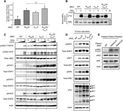 Figure 3. Expression of JAK2R564Q causes increased intracellular signaling in cell lines and patients. (A) JAK2 activity determined by in vitro kinase assay, based on the ability of the kinase to phosphorylate an IκB-α substrate. (B) After starvation overnight and treatment with/without 10 ng/mL TPO for 5 minutes, cells were lysed and proteins subject to MPL pull-down and western blotting with p-Tyr probe to show levels of phosphorylated MPL in the cell lines. In the absence of TPO, MPL is not phosphorylated by WTJAK2 but is phosphorylated by each of the 3 JAK2 mutants. (C) After starvation overnight, western blot analysis shows increased levels of phosphorylated JAK2 and STAT1, STAT3, and STAT5 in the mutant cell lines, in the absence of, and at low concentrations of TPO treatment of 5 minutes. (D) Western blot analysis of the phosphorylation status of signaling proteins downstream of JAK2 in starved conditions. (E) Platelets were isolated from 3 members of the family with JAK2R564Q mutation and subject to western blot analysis.