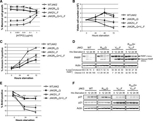 Figure 4. JAK2R564Q-expressing cells exhibit increased cell growth with a pronounced antiapoptotic effect and a mild proliferative effect. (A) 3-(4,5-dimethylthiazol-2-yl)-2,5-dimethyltetrazolium bromide assay to measure proliferation in the 4 mutant JAK2 cell lines with increasing TPO concentration under starved conditions. Each data point is expressed as a percentage of proliferation stimulated by a maximal dose of murine interleukin 3 and represents 6 repeats. All mutant JAK2-expressing cells show significantly increased proliferation compared with WTJAK2-expressing cells in the absence of, and at all concentrations of, TPO. **P < .01; ***P < .001. (B) Viable cell counts every 24 hours under starved conditions, for a total of 72 hours. Data shown are from 3 independent repeats. JAK2V617F and double-mutant cells are able to proliferate in the absence of cytokine and show a significant increase in cell number, compared with 0 hours, at both 48 and 72 hours (*P < .05). The number of viable WTJAK2-expressing cells, compared with starting number, was significantly decreased at all points (*P < .05; **P < .01). No significant difference was seen in the number of viable JAK2R564Q cells, compared with the starting number, for the 72-hour period. (C) Apoptosis measured by Annexin V staining of cells under starved conditions for 72 hours. By 48 hours, the number of apoptotic cells in the mutant JAK2 cell lines was significantly less than the number of WTJAK2-expressing apoptotic cells. (D) Western blot analysis over 36 hours of starvation demonstrates increased levels of uncleaved PARP in all 3 of the JAK2 mutants compared with WTJAK2. (E) BrdU assay to measure proliferation during 48 hours of starvation. Proliferation in both WTJAK2 and JAK2R564Q cells decreased during the 48-hour period, although proliferation in JAK2R564Q cells was significantly increased compared with WTJAK2 controls after 48 hours (*P < .05). Proliferation continued in the cell lines with the JAK2V617F mutation, however, and the percentage of BrdU-positive cells in these cell lines was significantly more than in the WTJAK2 controls after both 24 and 48 hours (***P < .001). (F) Western blot analysis during starved conditions showed an increase in p27/Kip1 protein levels during the starvation period in the WTJAK2 and JAK2R564Q cell lines. p27/Kip1 levels were much reduced in the JAK2V617F-expressing mutants, however. p21CIP/WAF1 levels remained fairly constant in each cell line throughout the starvation period.