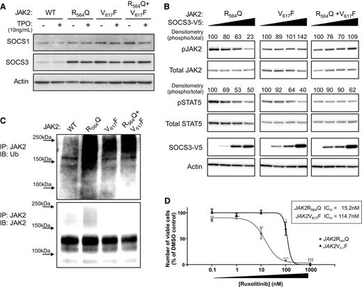 Figure 5. JAK2R564Q is negatively regulated by SOCS3 overexpression and is more sensitive to the JAK2 inhibitor, ruxolitinib, than JAK2V617F. (A) Endogenous levels of SOCS1 and SOCS3 in the JAK2 cell lines, with and without TPO stimulation, shown by western blot. (B) Western blot analysis of protein levels in the JAK2-expressing cells transiently transfected with increasing concentrations of SOCS3 for 24 hours and then starved for a following 4 hours. Numbers represent densitometric quantification of phosphorylated protein levels. (C) JAK2 immunoprecipitation and ubiquitin probe by western blot, after starvation. (D) Cells were grown under starved conditions in the presence of 0 to 1 μM ruxolitinib, a JAK inhibitor. After 48 hours, the number of viable cells was measured as a percentage of the dimethylsulfoxide control. A significant decrease in cell viability, compared with dimethylsulfoxide control, was observed in JAK2R564Q-expressing cells at concentrations of 0.1 nM ruxolitinib and above, whereas cell viability only significantly dropped, compared with the control, in the cells expressing JAK2V617F, with 100 nM and 1 μM ruxolitinib treatment. The IC50 value of JAK2R564Q (15.2 nM) was almost 8 times lower than that of JAK2V617F (114.7 nM).
