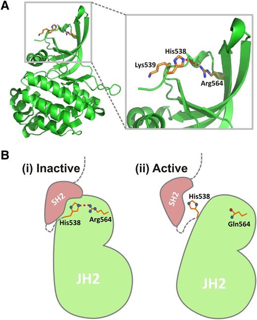 Figure 6. Potential inhibitory role of Arg564. (A) JAK2 pseudokinase domain structure16 showing position of Arg564 and a potential interaction with His538. Given the close proximity of these 2 residues, a hydrogen bond (dashed red line) may form between them. (B) Model to show a potential mechanism for an inhibitory role of Arg564. (i) Both K539I and H538L have been described as activating mutations,35 possibly because of His538 and Lys539 being involved in inhibitory interactions with the SH2 domain (pink). The Arg564–His538 H-bond (dashed red line) may position His538 for this inhibitory interaction and anchor the rest of the kinase domain relative to the SH2 domain, keeping JAK2 in an inactive state. (ii) On mutation of Arg to Gln (R564Q), this interaction would be broken, so that His538 is no longer held in place for the inhibitory interaction with the SH2 domain. Further experiments are now required to determine whether Arg564 is indeed involved in this potential inhibitory mechanism.