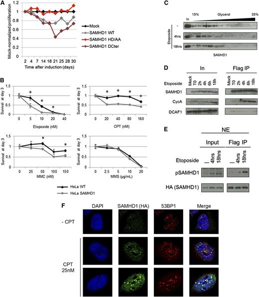 Figure 5. SAMHD1 effects on cell proliferation and cell viability in response to DNA damage agents. (A) HeLa cells stably expressing an inducible empty vector (Mock) or a vector encoding for SAMHD1 wild-type (WT) SAMHD1 mutated in the HD domain (HD/AA) or truncated at amino acid 575 (ΔCter) were induced with doxycycline. Results are expressed as the proliferation ratio of SAMHD1-transduced cells divided by mock-transduced cell. A representative experiment out of 3 is shown. (B) HeLa and HeLa cells stably expressing SAMHD1 were treated with increasing concentrations of DNA damaging agents, and the percentage of living cells was measured 3 days after treatment. Each graph shows the mean of 3 independent experiments. *A t-test P < .05. (C) HeLa cells stably expressing SAMHD1 were mock treated or treated with 5 nM of etoposide for 4 or 18 hours. Nuclear extracts were prepared and separated on a glycerol gradient. The localization of SAMHD1 along the gradient was assessed by western blot. (D) HeLa (Mock) and HeLa cells stably expressing Flag-HA–tagged SAMHD1 were treated with 5 nM etoposide for the indicated time. Flag IPs were performed and SAMHD1 interactions with CycA and DCAF1 were assessed by western blot. (E) Flag IPs were performed using nuclear extract of HeLa cells stably expressing Flag-HA–tagged SAMHD1 after treatment with 5 nM etoposide. SAMHD1 and SAMHD1 phosphorylated on threonine 592 (pSAMHD1) levels were determined by western blot. (F) SAMHD1 colocalizes with 53BP1 at the site of DSBs. HeLa cells expressing SAMHD1-HA were mock-treated or treated with 25 nM CPT. SAMHD1 and 53BP1 intranuclear localizations were determined by immunofluorescence using specific antibodies and confocal microscopy.